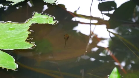 Close up group of Tadpoles underwater Stock Footage 79247052