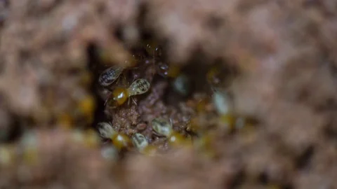 Close up group of Termites or white ants worker on the ground Stock Footage 129549773
