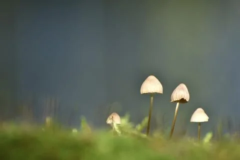 Close-up of a group of tiny mushrooms growing in moss on a tree stump, Stock Photos