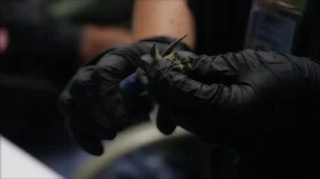 Close up, group trimming session, recreational marijuana. Stock Footage 85948193