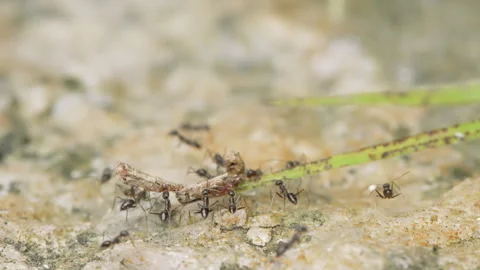 Close up of a group of weaver ants working together to carry prey on a natural Stock Footage 337580639