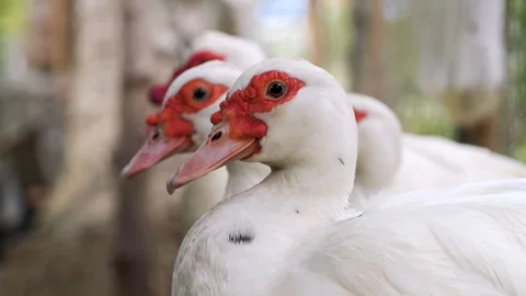 Close-up of group white ducks on a farm Stock Footage 276743966