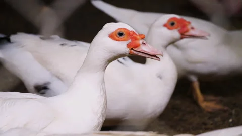 Close-up of group white ducks on a farm Stock Footage 276744069