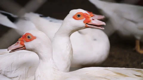 Close-up of group white ducks on a farm Stock Footage 283666998