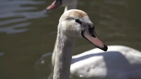 Close-up of a group of white Eurasian swans on a lake on a sunny day. Stock Footage 247579983