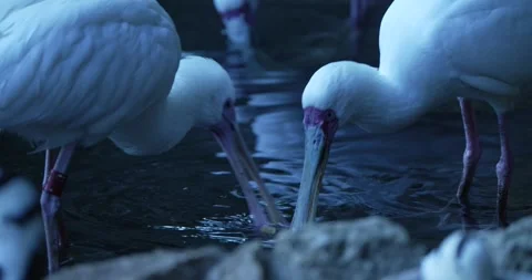 Close-up of a Group of White Ibises in Water at Night Stock Footage 267641112
