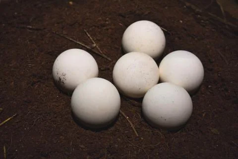 Close-up of a group of white, round turtle eggs on soil Stock Photos