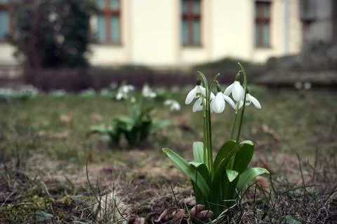 Close-up group of white snowdrops in a clearing. spring sign, season change.. Stock Photos