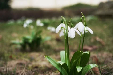 Close-up group of white snowdrops in a clearing. spring sign, se Stock Photos
