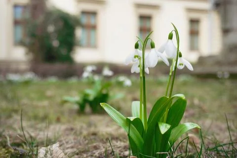Close-up group of white snowdrops in clearing. spring sign, season change. co Stock Photos