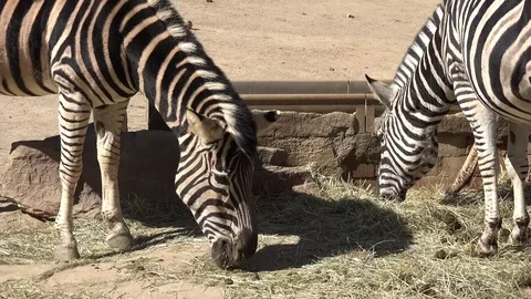 Close-up of a group of zebras Stock Footage 77409689