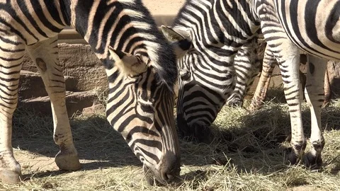 Close-up of a group of zebras Stock Footage 77409702