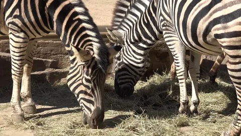 Close-up of a group of zebras Stock Footage 77409722