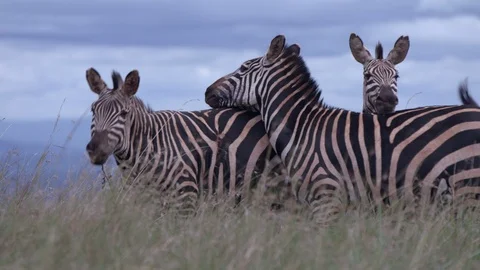 Close up group of zebras standing and waving their tail, akagera park Stock-Footage 112155267