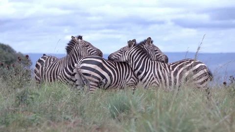 Close up group of zebras standing and waving their tail, akagera park.slow Видео 112155483
