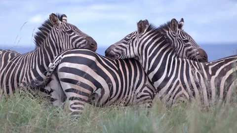 Close up group of zebras standing and waving their tail, akagera park.slow Stock Footage 112155583