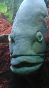 Close-up of grouper fish with expressive features underwater Stock Photos