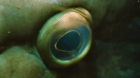 Close up of grouper fish eye  Stock Footage 145256937