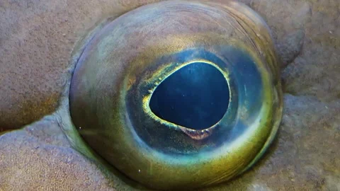 Close up of grouper fish eye Video stock 264140046