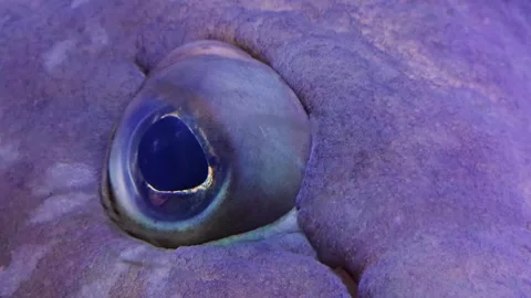 Close up of a grouper fish eye Stock Footage 266884096