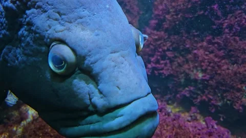 Close up of grouper fish  Stock Footage 252654319