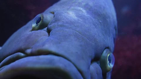  Close up of Grouper fish  Stock-Footage 257126636