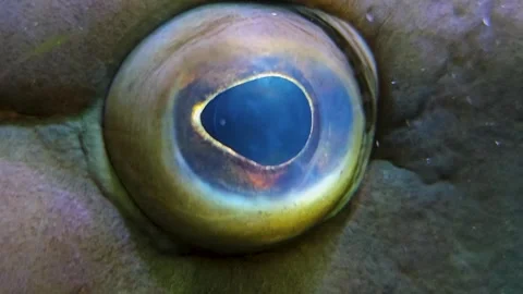 Close up of a grouper fish Stock Footage 269549154