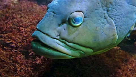 Close up of a grouper fish Stock Footage 269549222