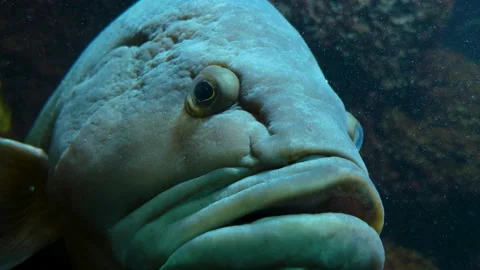 Close up of grouper fish head Video stock 145254440