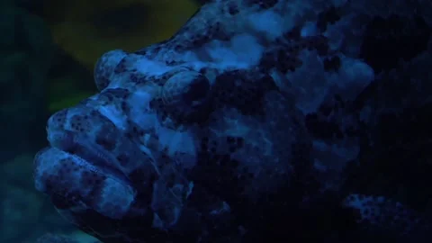 Close-up of a Grouper looking and swims in the water. Sea fish. Epinephelus. Stock Footage 147857549