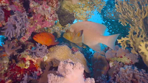 Close up of a grouper in the reef Stock Footage 235155866