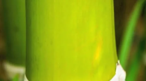 Close up of a grove of bamboo Stock Footage 21300486