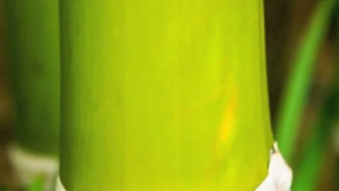 Close up of a grove of bamboo Stock Footage 132737414