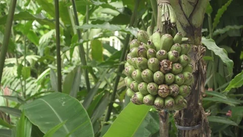 Close up of a Growing Banana Stock Footage 76302232