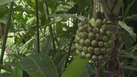 Close up of a growing banana Stock Footage 76302862