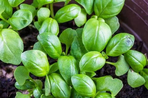 Close up of growing basil leaves Stock Photos