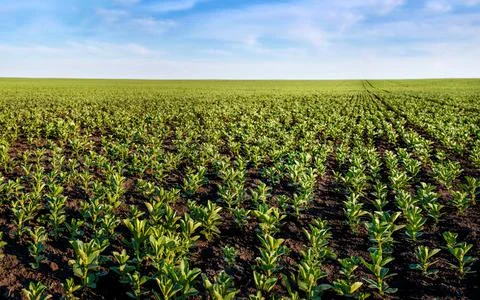 Close up of growing beans in spring under blue sky with clouds Stock Photos