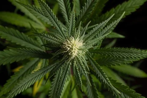 Close-up of growing bud Foto stock