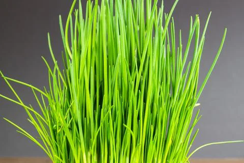Close up of growing chives Foto stock