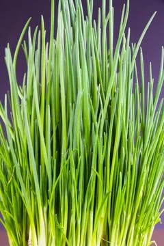 Close up of growing chives Foto stock