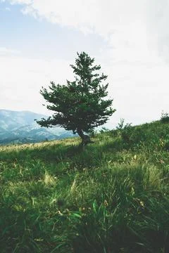 Close-up growing deciduous tree on small slope mountain, hill overgrown with Stock Photos