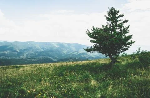 Close-up growing deciduous tree on small slope mountain, hill overgrown with Stock Photos