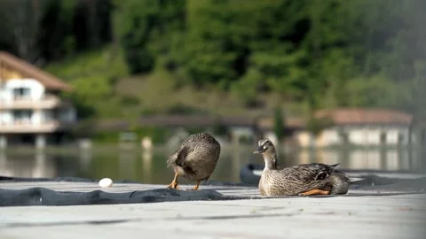 Close up growing ducks graze on a summer day in nature. Stock Footage 238624110