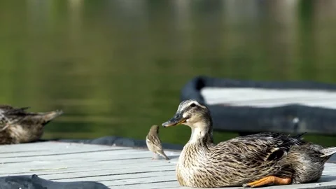 Close up growing ducks graze on a summer day in nature. Stockbeeldmateriaal 238624144