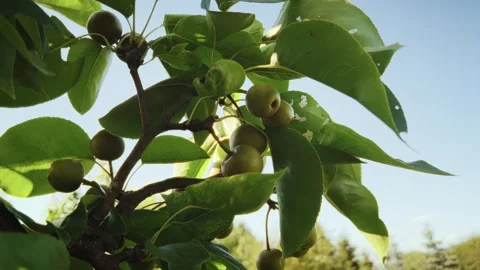Close-up of growing, green apples Stock Footage 317048045