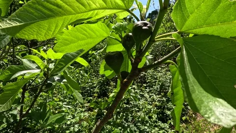 A close-up of growing green figs on a branch Stock Footage 346290909