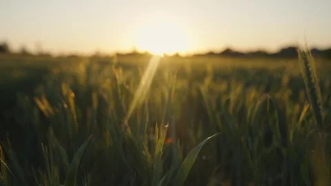 A close-up of growing green rye in a field at sunset. The grain sprouts sway in Stock Footage 337710550