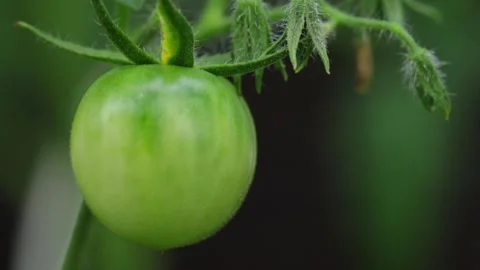 Close up of a growing green tomato on the vine in a sunny garden Stock-Footage 343168038