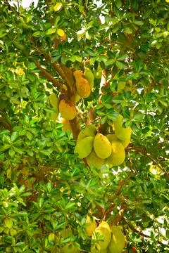 Close up of growing jackfruits Stock Photos