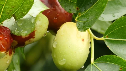 Close up of growing jujube fruit on a tree in raindrops Stock Footage 164007357
